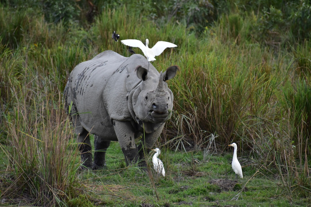 A one-horned rhinoceros grazing in Kaziranga with cattle egrets nearby